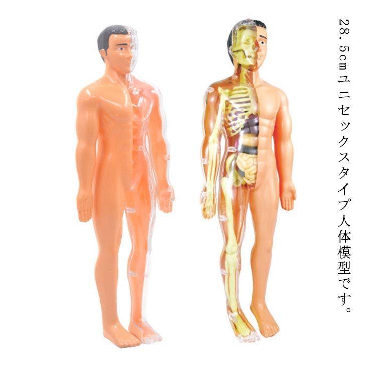 ミニ内臓人体模型 28.5cm 内臓模型 標本 お腹の見える人体模型 パーツ取り外し可 組み立て 骨 筋肉 臓器 科学 実験 模型 スマートラボ